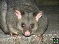 thn_NZ leden-unor 2006 341.jpg